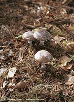 Pilze-Pan-200110-97.jpg