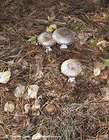 Pilze-Pan-200110-98.jpg