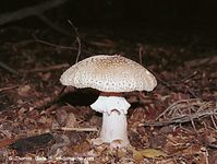 Pilze-Pan-200111-60.jpg