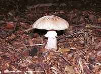 Pilze-Pan-200111-61.jpg