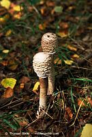 Pilze-Par-199809-03.jpg