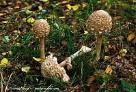 Pilze-Par-199809-04.jpg