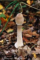 Pilze-Par-199809-05.jpg