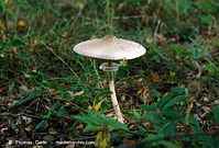 Pilze-Par-199809-06.jpg