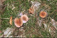 Pilze-Par-199809-19.jpg