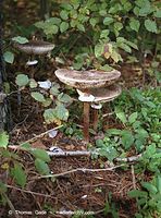 Pilze-Par-200110-94.jpg