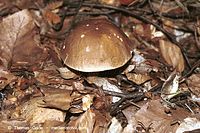 Pilze-Rau-199809-21.jpg