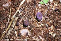 Pilze-Ris-200110-02.jpg