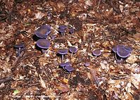 Dateiname=Pilze-Ris-200111-63.jpg
Dateigröße=184KB
Abmessungen: 700x500
hinzugefügt am: 27. März 2014 Pilze-Ris-200111-63.jpg