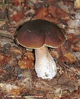 Dateiname=Pilze-Rit-199809-43.jpg
Dateigröße=122KB
Abmessungen: 567x700
hinzugefügt am: 27. März 2014 Pilze-Rit-199809-43.jpg