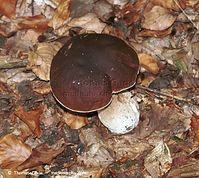 Dateiname=Pilze-Rit-199809-44.jpg
Dateigröße=136KB
Abmessungen: 700x626
hinzugefügt am: 27. März 2014 Pilze-Rit-199809-44.jpg