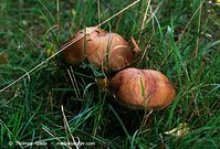 Dateiname=Pilze-Roeh-199809-10.jpg
Dateigröße=106KB
Abmessungen: 700x475
hinzugefügt am: 27. März 2014 Pilze-Roeh-199809-10.jpg