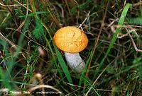 Dateiname=Pilze-Rot-199809-08.jpg
Dateigröße=98KB
Abmessungen: 700x476
hinzugefügt am: 27. März 2014 Pilze-Rot-199809-08.jpg