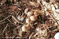 Dateiname=Pilze-Sch-200110-20.jpg
Dateigröße=129KB
Abmessungen: 700x473
hinzugefügt am: 27. März 2014 Pilze-Sch-200110-20.jpg