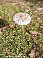Pilze-Sch-200110-36.jpg