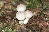 Pilze-Sta-199809-14.jpg