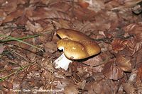 Dateiname=Pilze-Sta-199809-16.jpg
Dateigröße=100KB
Abmessungen: 700x466
hinzugefügt am: 27. März 2014 Pilze-Sta-199809-16.jpg