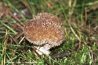Pilze-Sta-199809-17.jpg