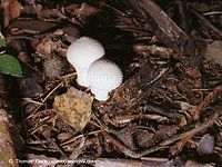 Pilze-Sta-200111-52.jpg