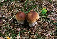 Pilze-Ste-199809-02.jpg