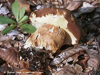 Dateiname=Pilze-Ste-199809-37.jpg
Dateigröße=114KB
Abmessungen: 700x521
hinzugefügt am: 27. März 2014 Pilze-Ste-199809-37.jpg