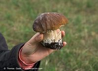 Pilze-Steinpilze-20100907-23.jpg