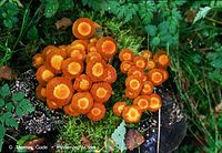Dateiname=Pilze-Sto-199809-12.jpg
Dateigröße=116KB
Abmessungen: 700x484
hinzugefügt am: 27. März 2014 Pilze-Sto-199809-12.jpg