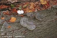 Pilze-Swa-199809-39.jpg