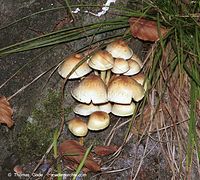 Dateiname=Pilze-Swe-199809-42.jpg
Dateigröße=164KB
Abmessungen: 700x631
hinzugefügt am: 27. März 2014 Pilze-Swe-199809-42.jpg
