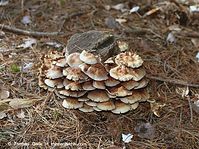 Dateiname=Pilze-Swe-200110-01.jpg
Dateigröße=139KB
Abmessungen: 700x524
hinzugefügt am: 27. März 2014 Pilze-Swe-200110-01.jpg