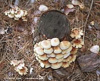 Dateiname=Pilze-Swe-200110-10.jpg
Dateigröße=143KB
Abmessungen: 700x566
hinzugefügt am: 27. März 2014 Pilze-Swe-200110-10.jpg
