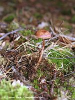 Dateiname=Pilze-Swe-200110-96.jpg
Dateigröße=113KB
Abmessungen: 526x700
hinzugefügt am: 27. März 2014 Pilze-Swe-200110-96.jpg