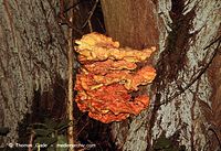 Dateiname=Pilze-Swp-199906-17.jpg
Dateigröße=137KB
Abmessungen: 700x480
hinzugefügt am: 27. März 2014 Pilze-Swp-199906-17.jpg