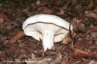 Dateiname=Pilze-Tae-199809-22.jpg
Dateigröße=91KB
Abmessungen: 700x466
hinzugefügt am: 27. März 2014 Pilze-Tae-199809-22.jpg