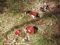 Dateiname=Pilze-Tae-200111-50.jpg
Dateigröße=200KB
Abmessungen: 700x531
hinzugefügt am: 27. März 2014 Pilze-Tae-200111-50.jpg