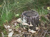 Dateiname=Pilze-Tra-200110-01.jpg
Dateigröße=156KB
Abmessungen: 700x521
hinzugefügt am: 27. März 2014 Pilze-Tra-200110-01.jpg