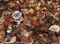 Dateiname=Pilze-Tri-200110-38.jpg
Dateigröße=145KB
Abmessungen: 700x514
hinzugefügt am: 27. März 2014 Pilze-Tri-200110-38.jpg
