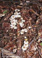 Dateiname=Pilze-Tri-200111-54.jpg
Dateigröße=166KB
Abmessungen: 506x700
hinzugefügt am: 27. März 2014 Pilze-Tri-200111-54.jpg
