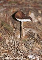 Dateiname=Pilze-Zap-199809-45.jpg
Dateigröße=103KB
Abmessungen: 494x700
hinzugefügt am: 27. März 2014 Pilze-Zap-199809-45.jpg