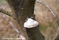 Pilze-Zun-200108-43.jpg