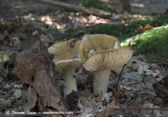 Pilze
23. 9. 2007. Brandenburg. Pilze. Fungi.
Schlüsselwörter: 2007;Brandenburg;Pilze;Wald