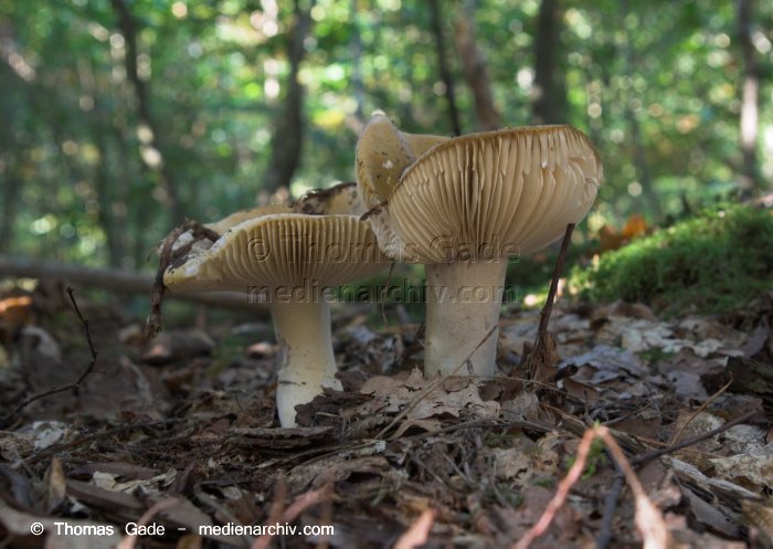 Pilze
23. 9. 2007. Brandenburg. Pilze. Fungi.
Schlüsselwörter: 2007;Brandenburg;Pilze;Wald