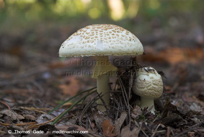 Pilze
23. 9. 2007. Brandenburg. Pilze. Fungi.
Schlüsselwörter: 2007;Brandenburg;Pilze;Wald