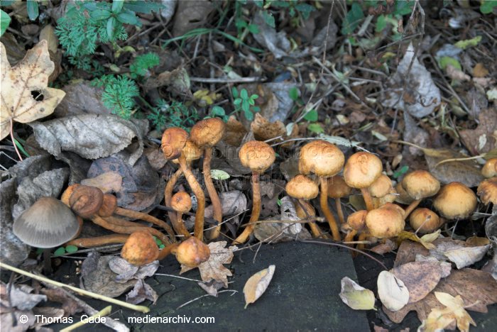 2008. Berlin. Pilze
1. 11. 2008. Berlin. Fungi. Pilze. Wald
Schlüsselwörter: 2008;Berlin;Pilze;Wald