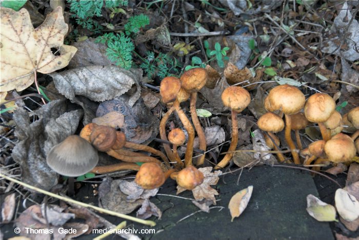 2008. Berlin. Pilze
1. 11. 2008. Berlin. Fungi. Pilze. Wald
Schlüsselwörter: 2008;Berlin;Pilze;Wald