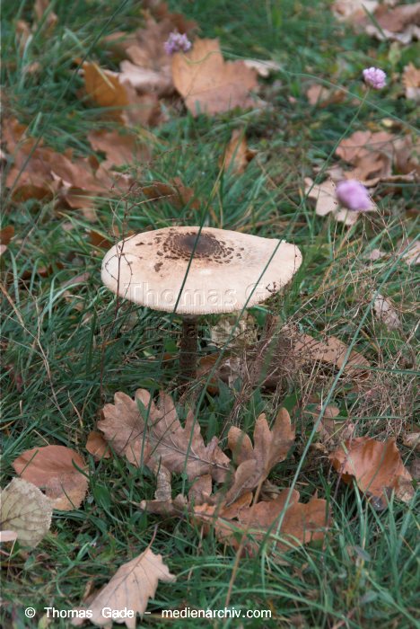 2008. Berlin. Pilze
1. 11. 2008. Berlin. Fungi. Pilze. Wald
Schlüsselwörter: 2008;Berlin;Pilze;Wald