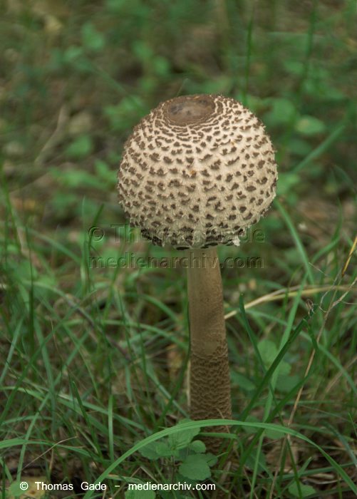  Pilze (Fungi)
7. 9. 2010. Mecklenburg-Vorpommern.  Pilze (Fungi)
Schlüsselwörter: 2010;Feldberger Seelandschaft;Fungi;Mecklenburg-Vorpommern;Pilze;Wald