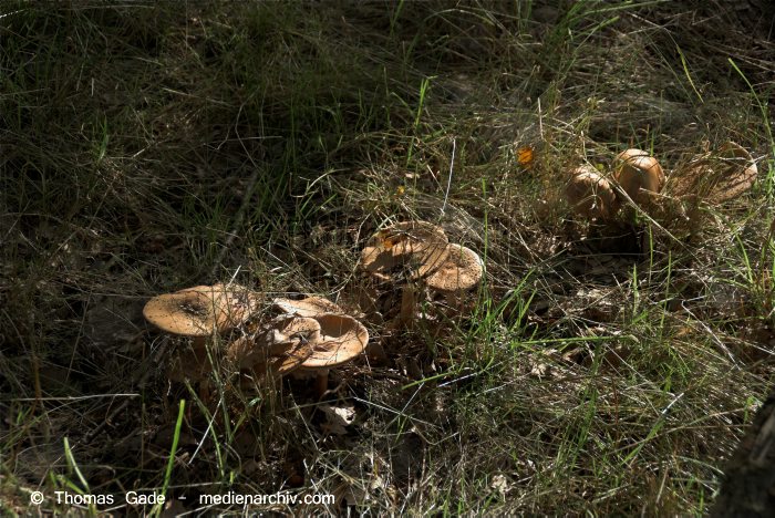  Pilze (Fungi)
7. 9. 2010. Mecklenburg-Vorpommern.  Pilze (Fungi)
Schlüsselwörter: 2010;Feldberger Seelandschaft;Fungi;Mecklenburg-Vorpommern;Pilze;Wald