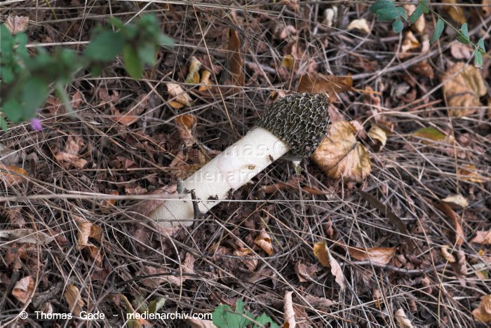 Park Rehberge. Pilze
2. 10. 2010. Berlin. Park Rehberge. Pilze
Schlüsselwörter: 2010;Berlin;Berlin Mitte;Pilze;Wald