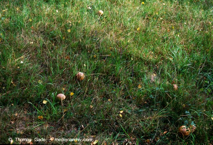 September 1998. Deutschland. Mecklenburg-Vorpommern. Fungi. Pilze.  Nicht bestimmbar.
Schlüsselwörter: 1998;Deutschland;Flora;Fungi;Pilz;Pilze;Röhrling;Wald